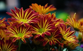 灿烂杂色菊花朵开放图片